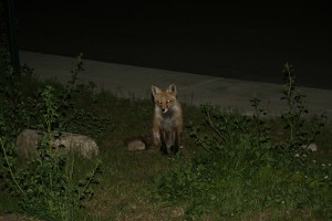 Fox in Silverthorne, CO