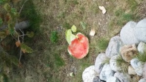 baby-chipmunks-watermelon
