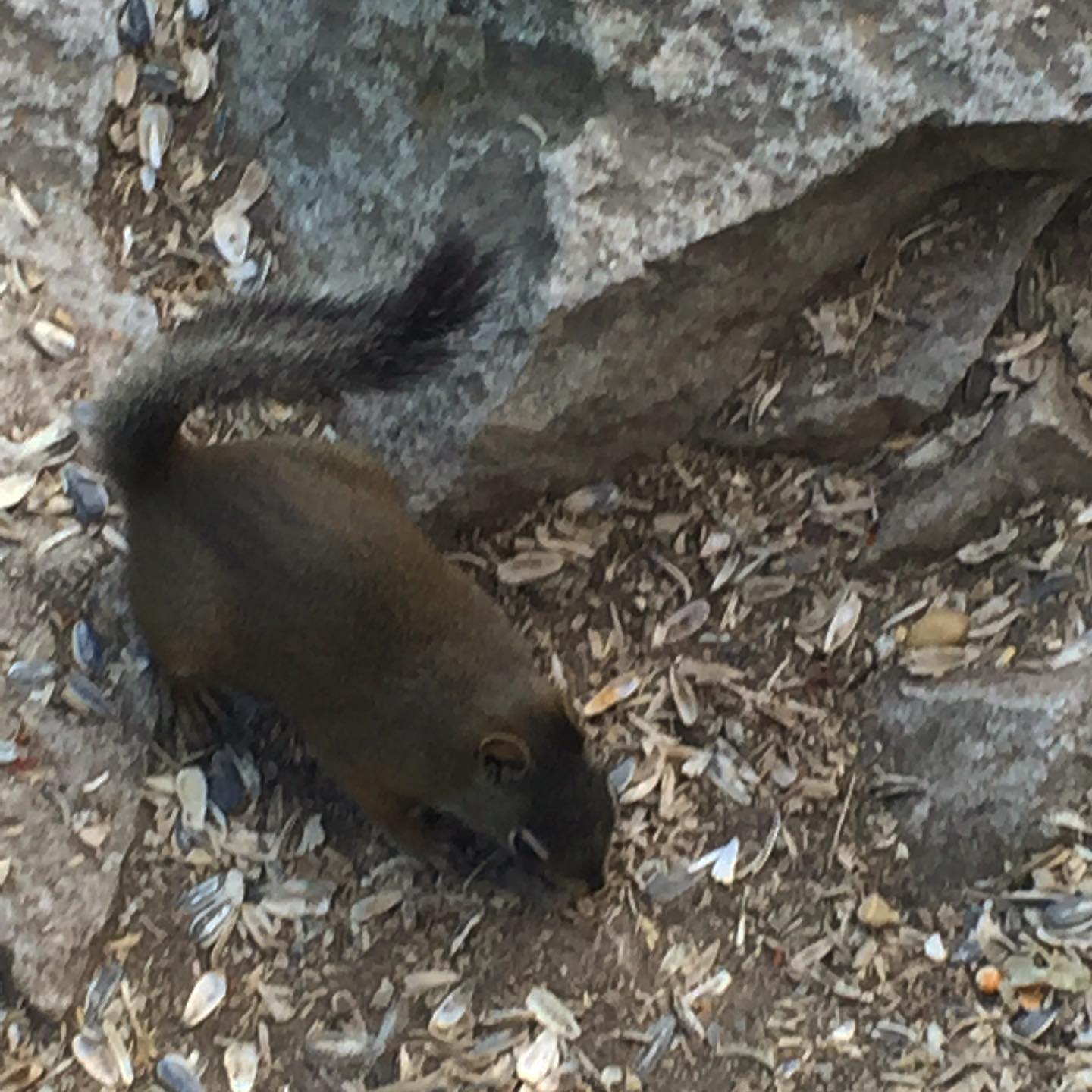 Chipmunks are everywhere at Swan Mountain! Come out and enjoy the beautiful views and scenery.
#swanmountain #chipmunks #wildlife
