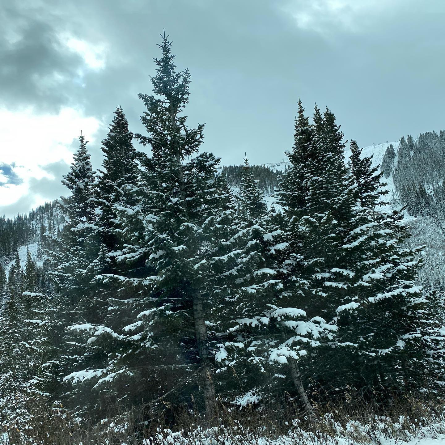 Oh Christmas Tree, Oh Christmas tree how lovely are your branches! Wrap the presents and get here with your family to celebrate Christmas in a Winter Wonderland! #Christmasvacationinthesnow #winterwonderland #snowfun #familywintervacation