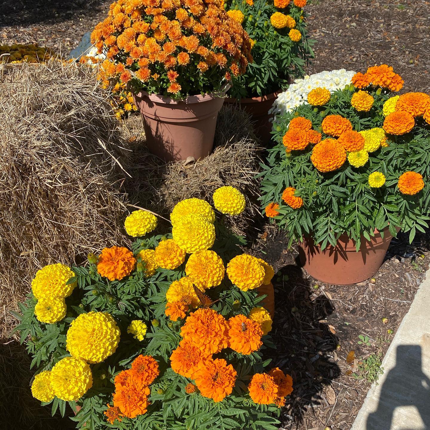 Fall is here- come see the pretty yellow and orange flowers and leaves and feel the cool breeze. #fall days #coolbreeze #autumn #coloradofallcolors