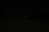Fox at the Silverthorne Lodge