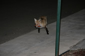 Fox at the Silverthorne Lodge