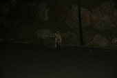 Fox at the Silverthorne Lodge