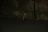 Fox at the Silverthorne Lodge