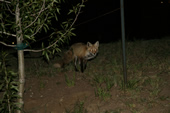 Fox at the Silverthorne Lodge