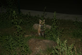 Fox at the Silverthorne Lodge