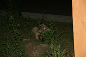 Fox at the Silverthorne Lodge