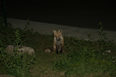 Fox at the Silverthorne Lodge