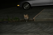 Fox at the Silverthorne Lodge