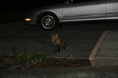 Fox at the Silverthorne Lodge