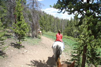 The horses had no problem navigating the trails