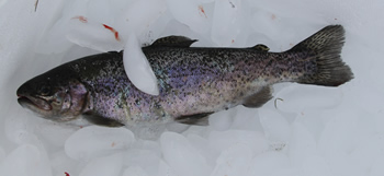 Rainbow Trout Fishing in Silverthorne, Colorado