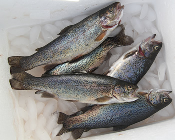 Rainbow Trout Fishing in Silverthorne, Colorado