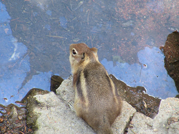 Salt Lick Trail chipmunk